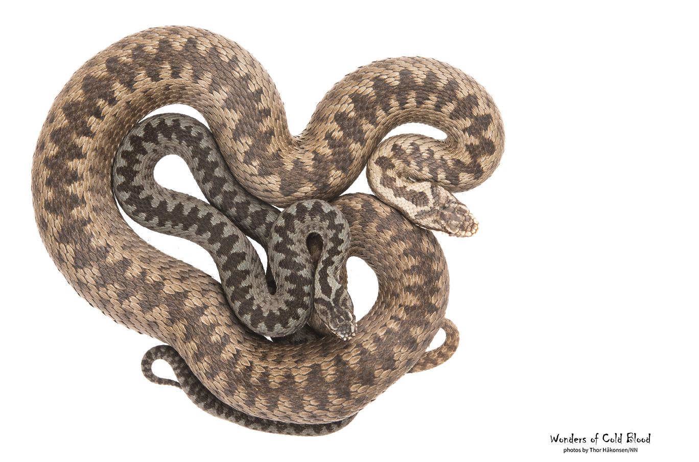 To brune hoggormer ligger sammen i en spiralform med flekkete mønster på ryggene